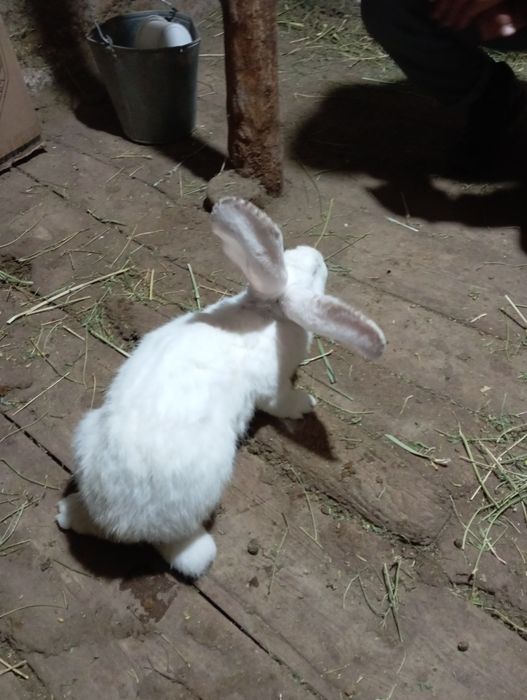 Кролики Қоян коян