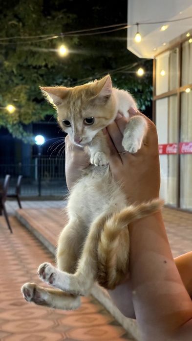 Mushukcha hadiyaga. BEPUL. В добрые руки котенок! бесплатно.
