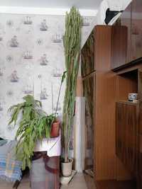 Гигантский кактус малочай трехгранный высотой более 3 х метров.