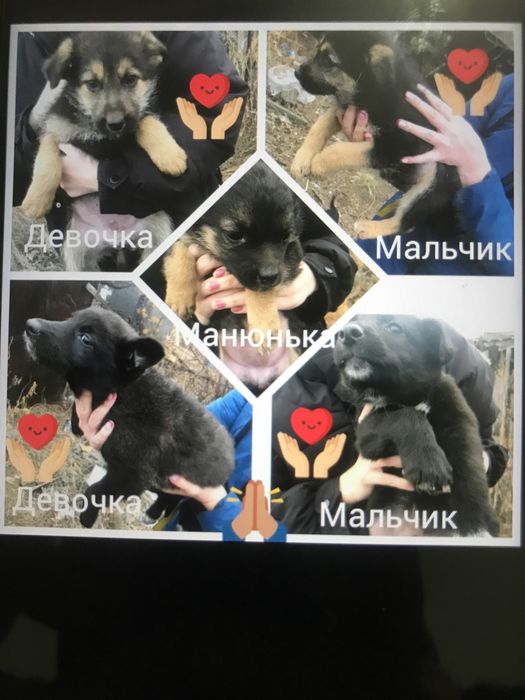 Отдам даром щенят мама авчарка папа не извесно нашла на улице жалко