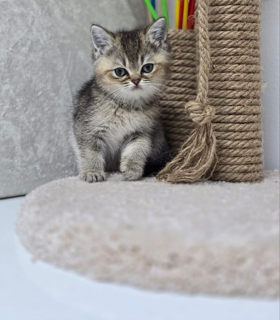 БриТанСкиЕ кОтЯта