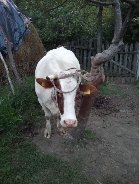 Vând vacă de țară