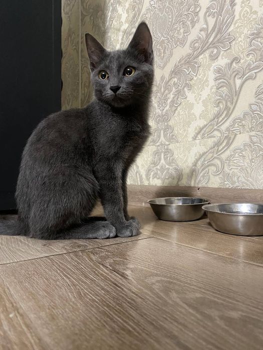 Скотиш страйт . Scotish strayt