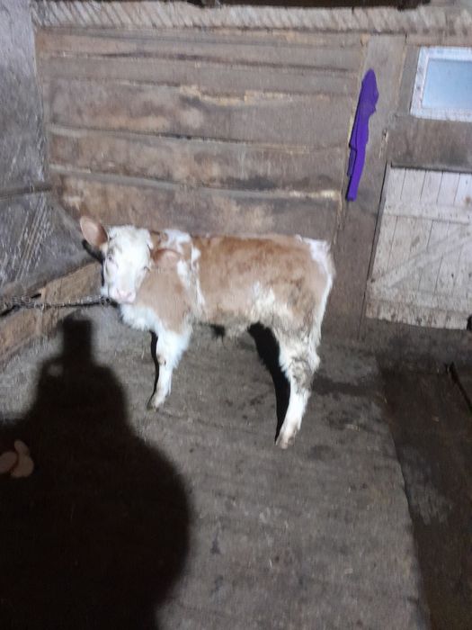 Vând vițel belgian pe rosu