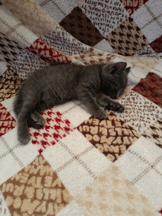 Британский котёнок девочка 1.5 месяца