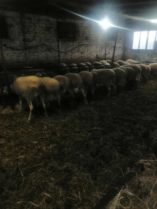 Продавам регистрирани овце