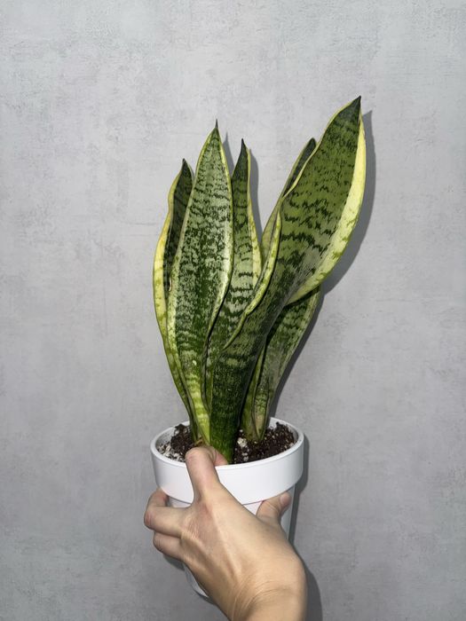 Сансевиерия Лауренти