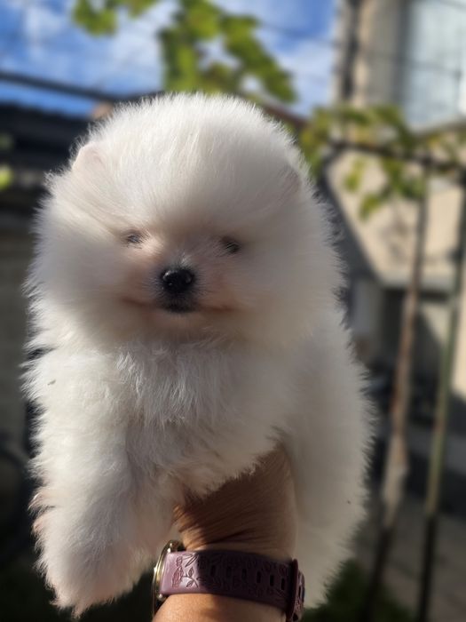 Померан мини момче