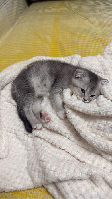 вислоухий мысык сатылады курттай