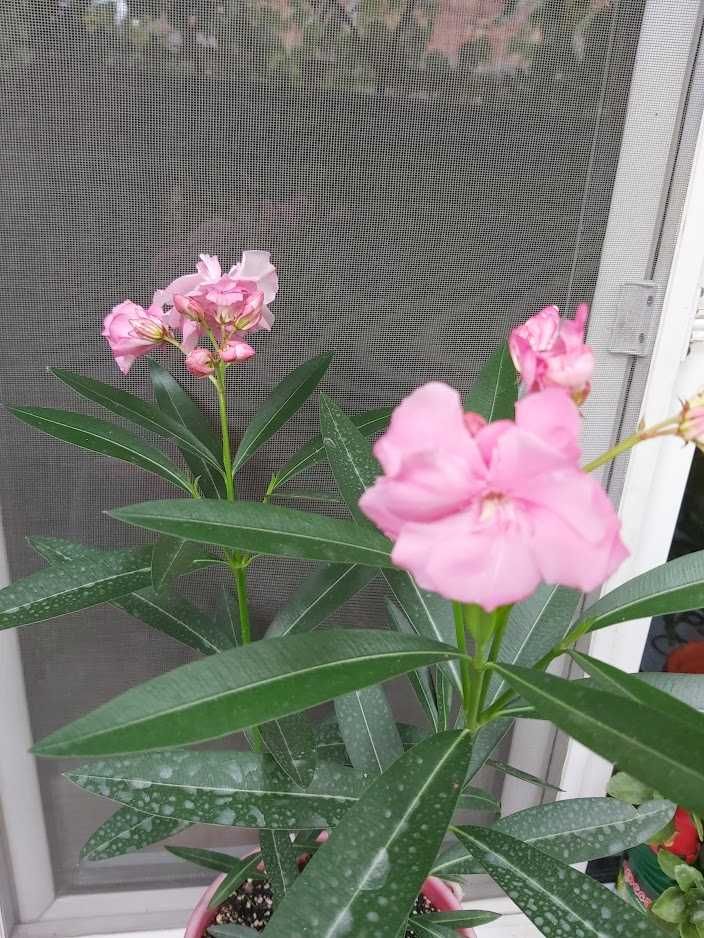 Leandru Roz cu Floare Triplă ( Bătută ) 50 - 70 cm = 25 lei