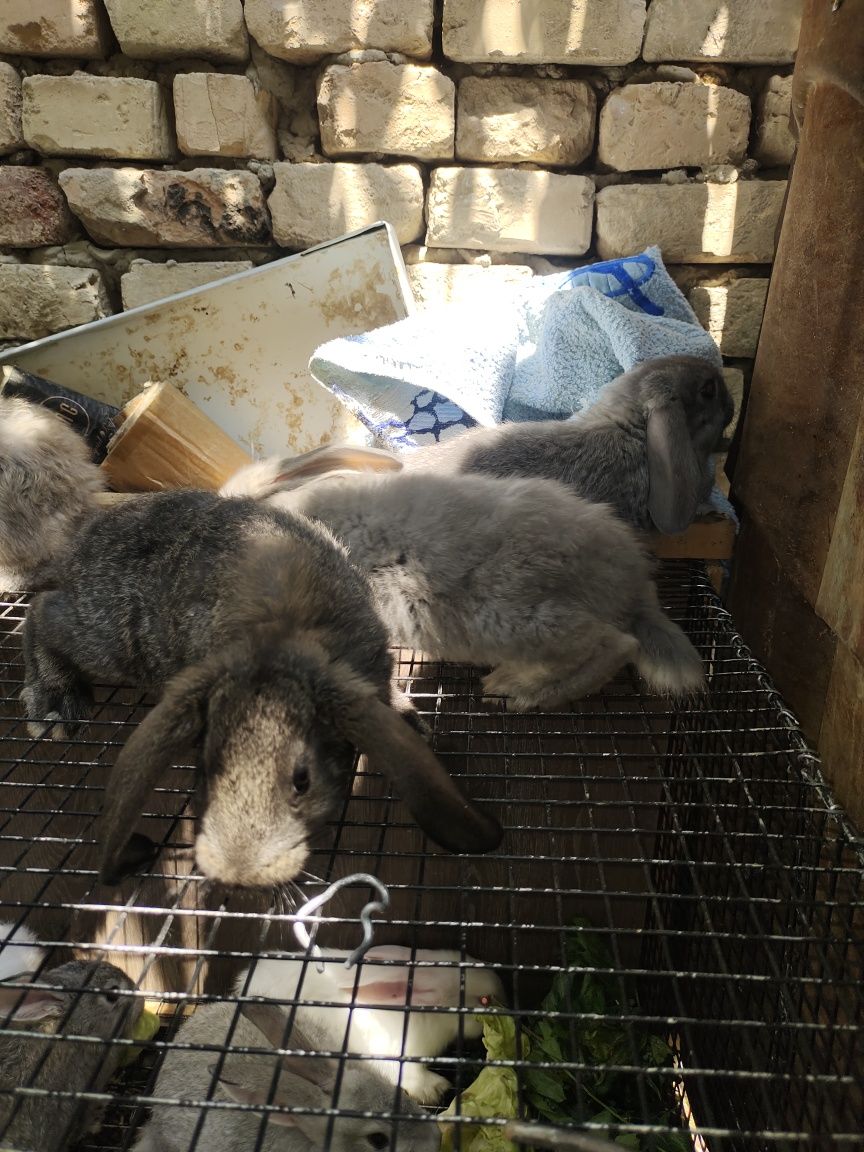 Quyonla sotiladi zoti xarxil yirik  zot 1 oylidan yetilganigachan bor.