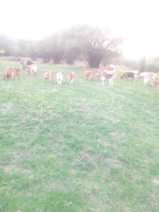 Продавам 30 ярета