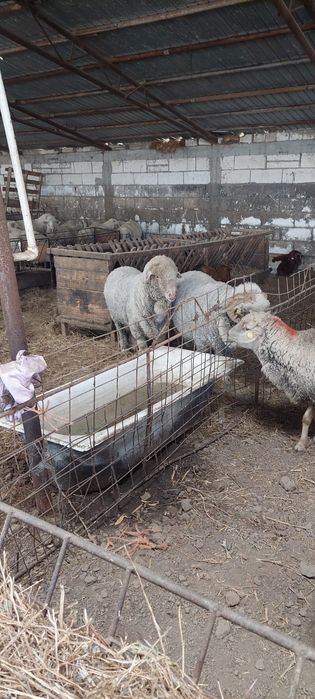Vând berbeci merinos