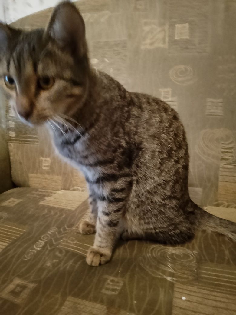 Отдаю даром , очень милые кошки
