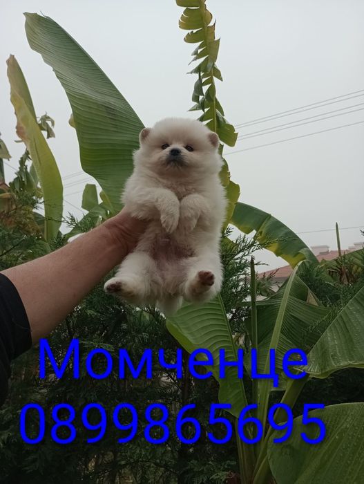 Померани . Реални снимки !