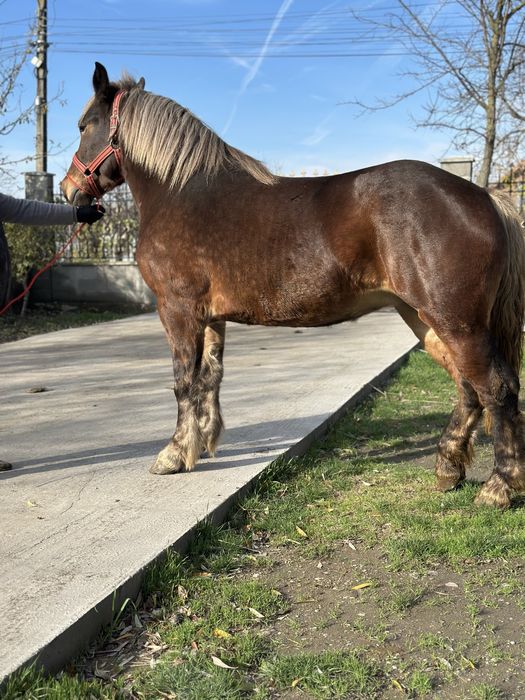 Mânza de 2,5 ani 172 inaltime