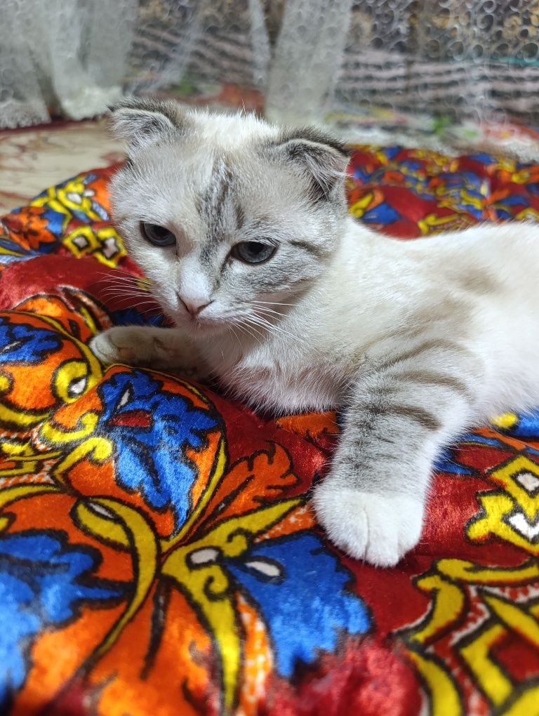 продам кошку веслоухая шиншилла . есть доставка