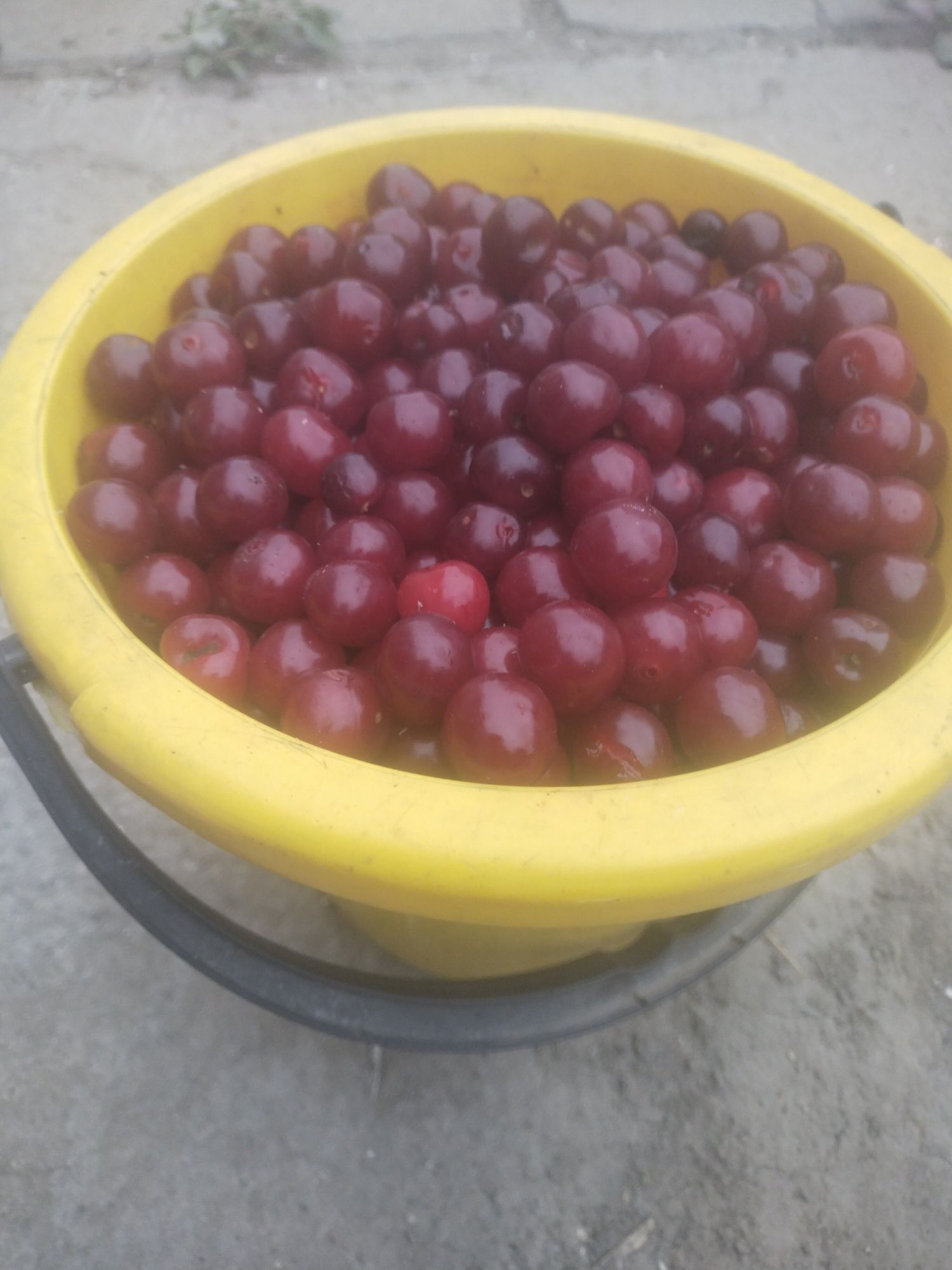 Продам домашнюю вишню