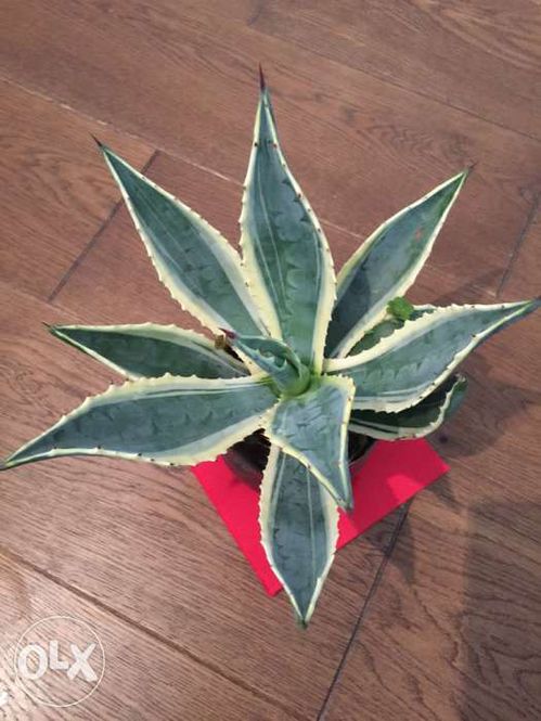 Plante Agave Americana 25 RON