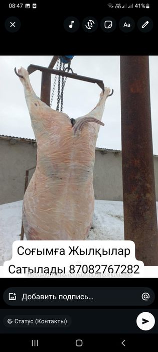 Согым Соғымға Ет Мясо  Жылқылар Тайлар Байталдар Құнандар Дөнендер Бие