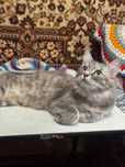 Красивая кошка в добрые руки