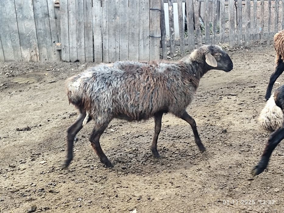 Қой сатамын.      .