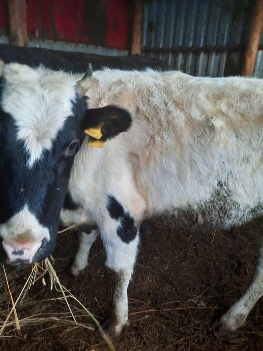 Продам. Телку.        .