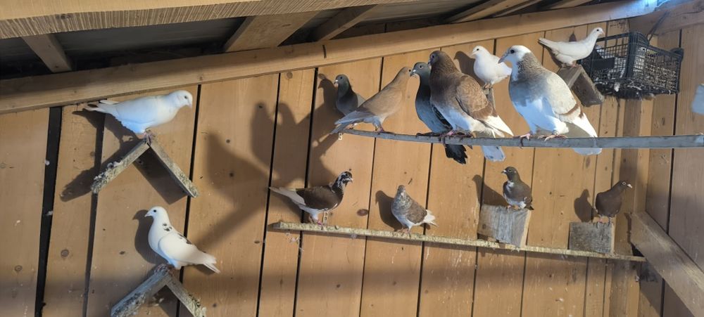 Porumbei voiajori 2025