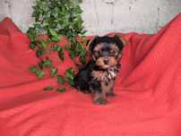 Vand baietel Yorkshire terrier mini