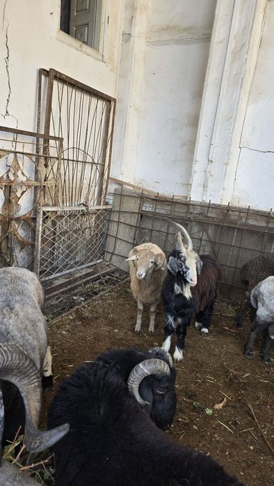 Tagallar tez va arzon narxlarda sotiladi