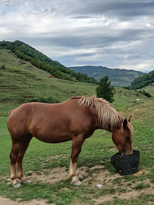 Mânza  cuminte de 2 ani și  6 luni