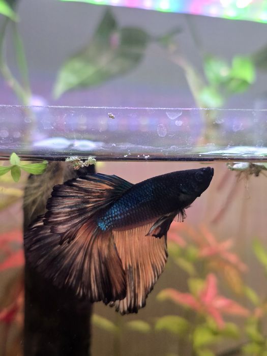Acvariu complet 25L cu peste Betta Halfmoon, melc Pomaceea,neocaridina
