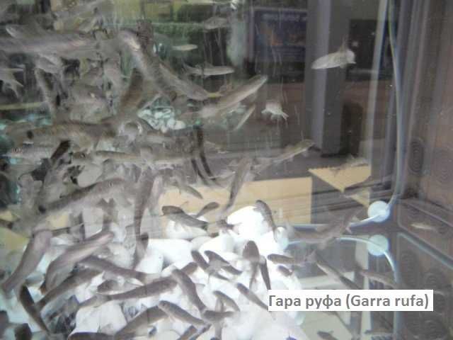 Продава рибки Гара руфа (Garra rufa)