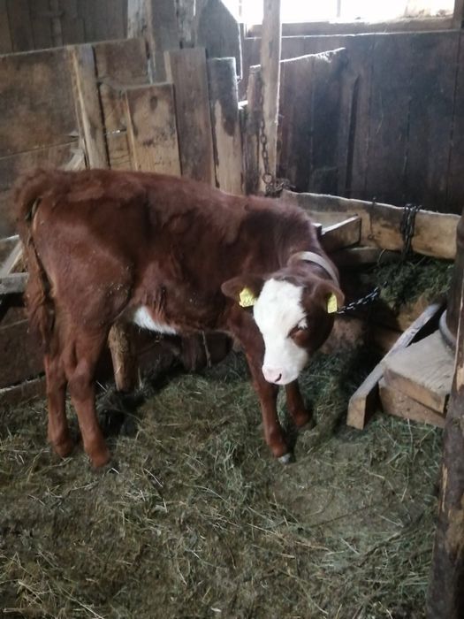 Vand iapa cu mânz si ponei