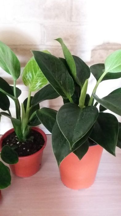 Комнатные цветы Филодендрон Биркин