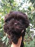Bichon havanez ciocolatiu