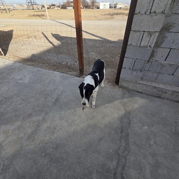 Алабай продам. .