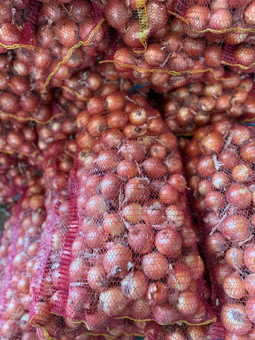 Ceapa galbena din samanta recolta 2025