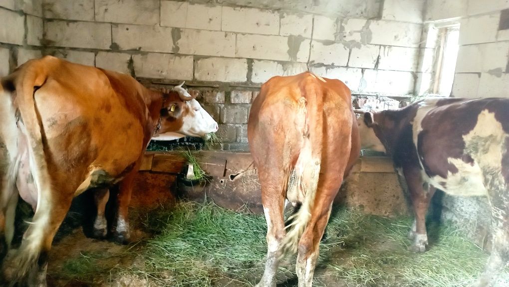 Vând junici la prima fătare și vitei înțărcați