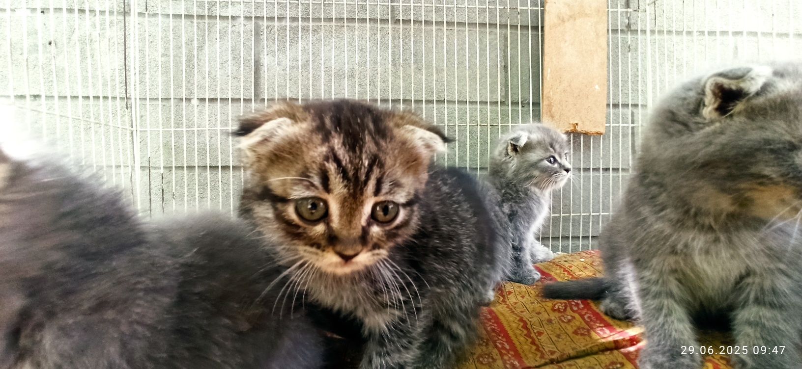 Продаются вислоухие котята