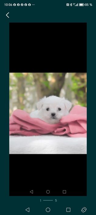 Bichon maltez mini toy