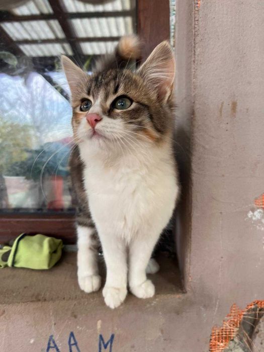 Oferim pui de pisica, gratuit