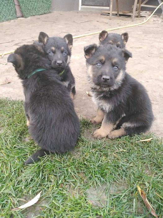 Немски овчарки на 2 месеца