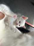 Angora turcească