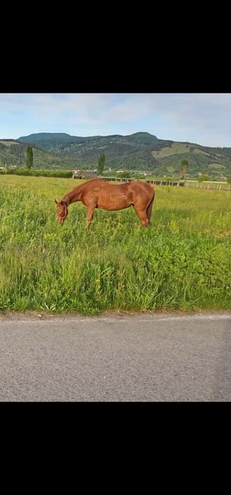 Iapa pur Sânge Englez