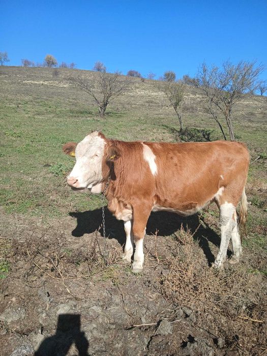 Vând vițea de 1 an și 3 luni
