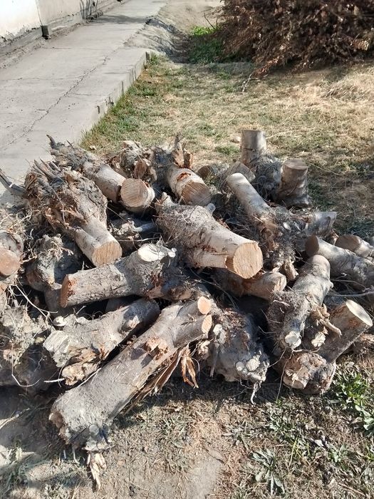 утин сотилади.  .