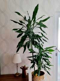 FloraSelf Dracaena Fragrans planta verde vie inaltime 1 metru 60cm