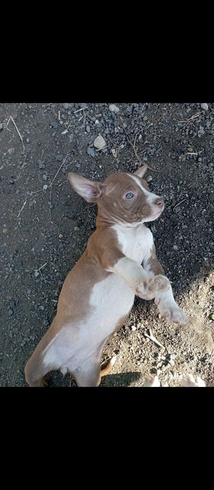 Питбули на два месеца