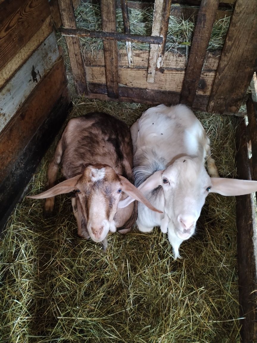 Vând urgent 3 țapi foarte buni pentru monta